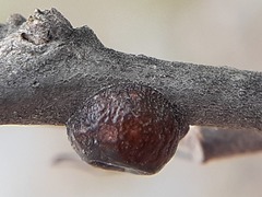 Parthenolecanium corni