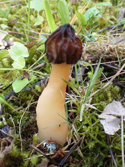Morchella semilibera