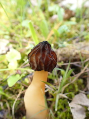 Morchella semilibera
