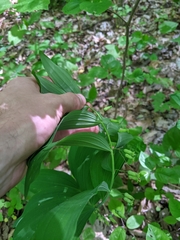 Polygonatum pubescens