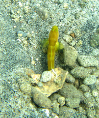 Cryptocentrus fasciatus