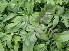 Valeriana excelsa