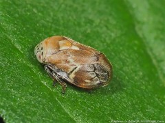 Clastoptera laevigata