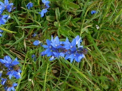 Veronica sennenii