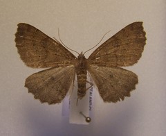 Cleora scriptaria