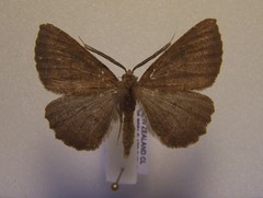 Cleora scriptaria