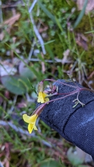 Erythranthe laciniata