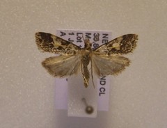 Eudonia characta