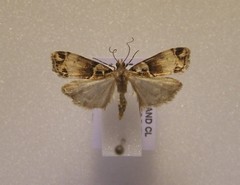 Eudonia periphanes