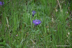 Centaurea graminifolia