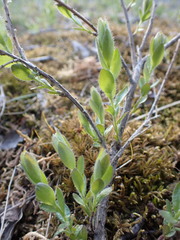 Genista germanica