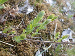 Genista germanica