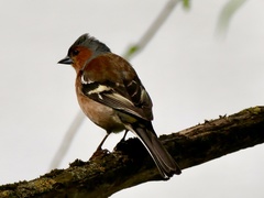 Fringilla coelebs
