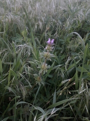 Lamium amplexicaule orientale