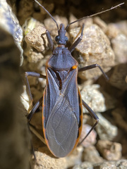 Triatoma rubida