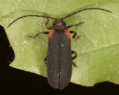 Greenarus thoracicus