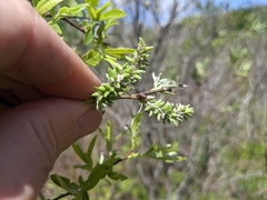 Salix sericea