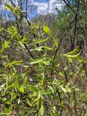 Salix sericea