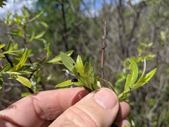Salix sericea