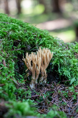 Phaeoclavulina eumorpha