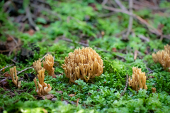 Phaeoclavulina eumorpha