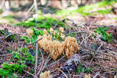 Phaeoclavulina eumorpha