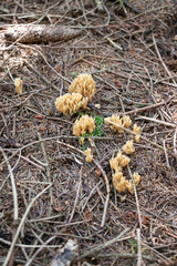 Phaeoclavulina eumorpha