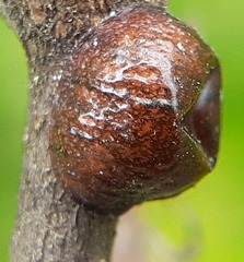 Parthenolecanium corni