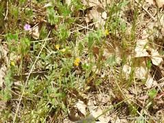 Coronilla scorpioides