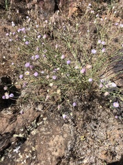 Erigeron utahensis