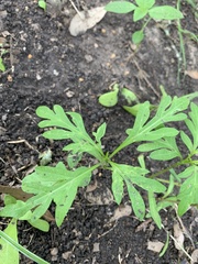 Cosmos sulphureus