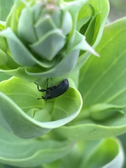 Mecinus janthiniformis
