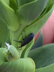 Mecinus janthiniformis