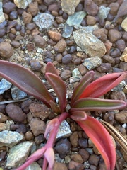 Lewisia oppositifolia