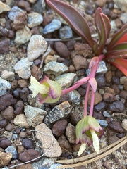 Lewisia oppositifolia