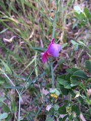 Lathyrus clymenum