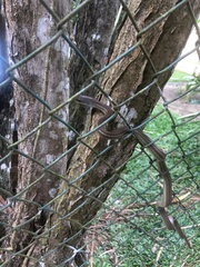 Mastigodryas alternatus