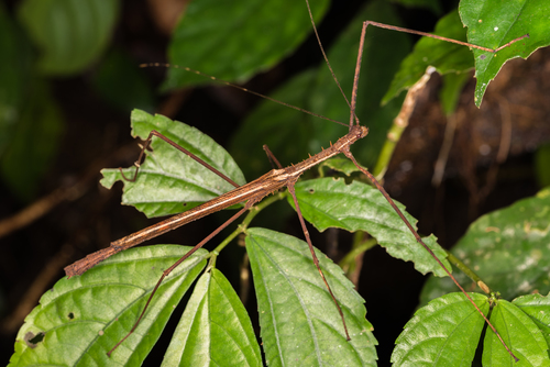 Subspecies Diesbachia tamyris longipenna · iNaturalist