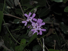 Iberis umbellata