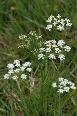 Anthriscus sylvestris