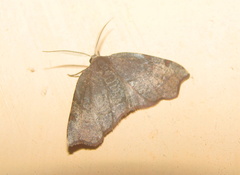 Achrosis