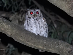 Megascops seductus