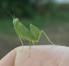 Photiomantis