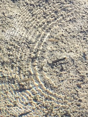 Poecilia mexicana