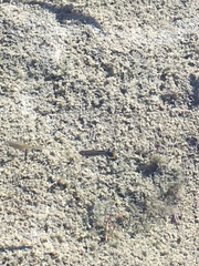 Poecilia mexicana