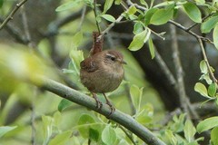 Troglodytes troglodytes