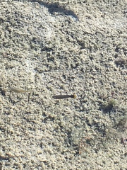 Poecilia mexicana