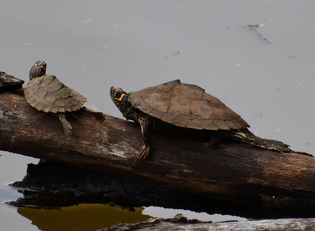 Photo by Jon McIntyre