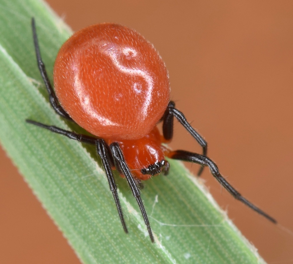 Rubens Orbweaver