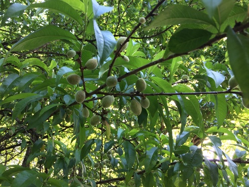Amygdalus persica iNat (3)